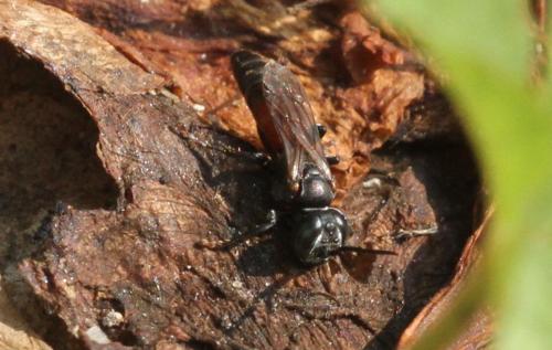 Tachysphex sp.